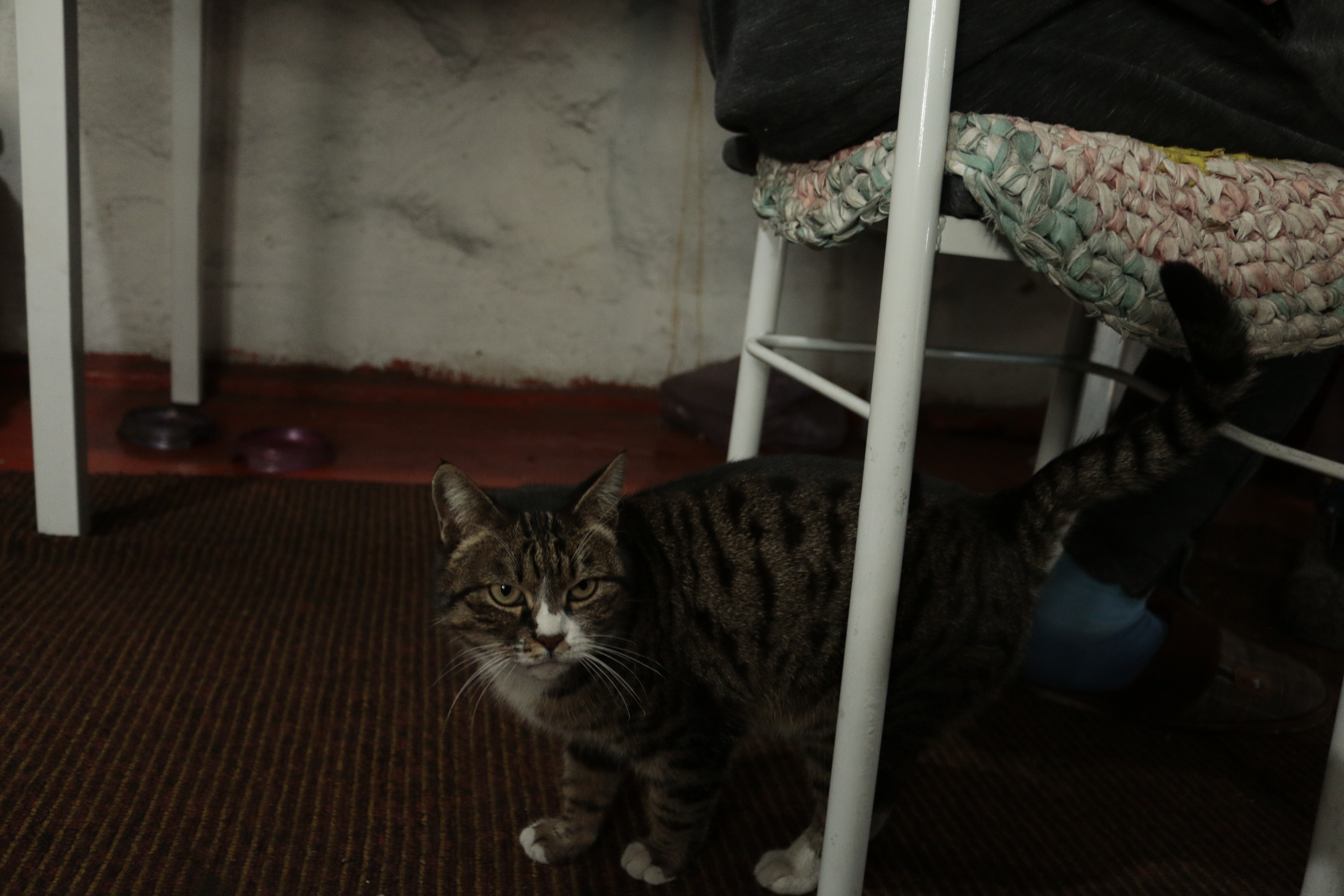 Photo 8